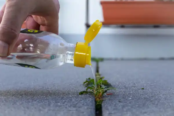 Hand pouring vinegar on weed in between concrete.