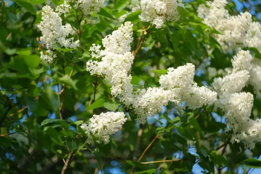 White flowers of a Japanese tree lilac.