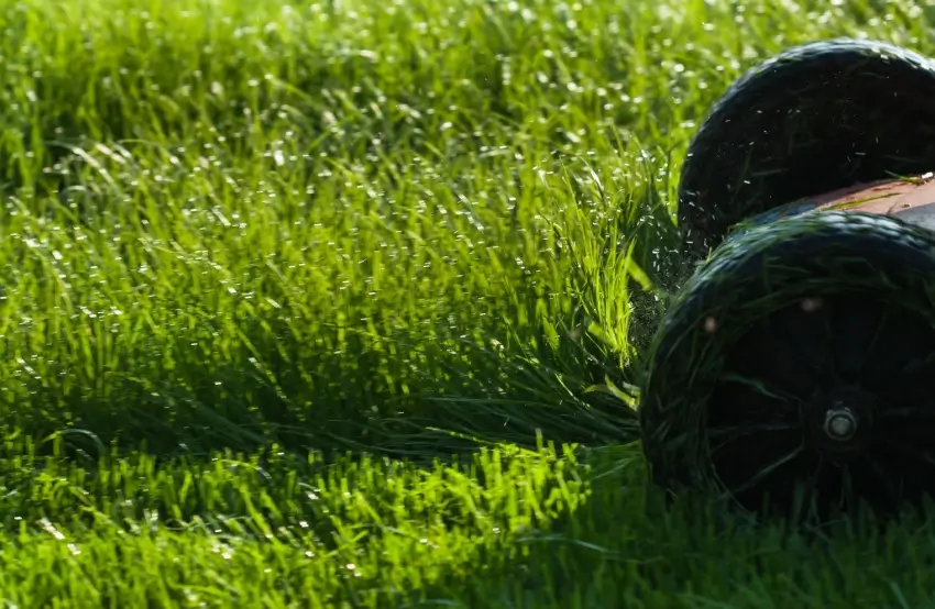 Lawn mower cutting wet grass.