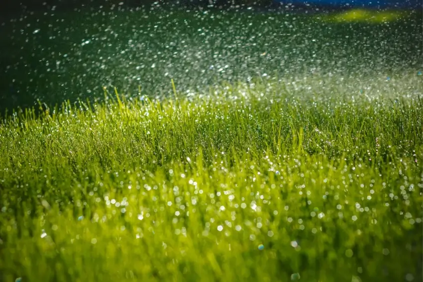 Rain pouring down on a lawn.