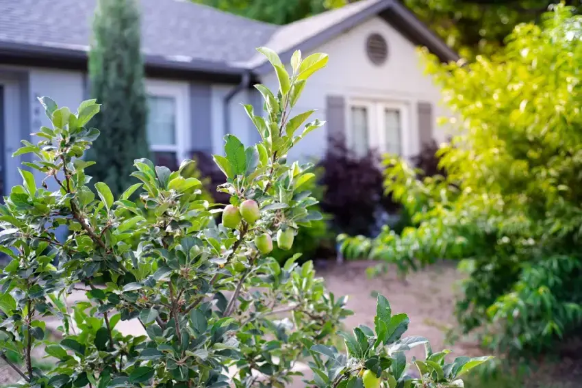 Trees in a residential front yard. 