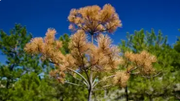 Dying pine tree with pest infestation.