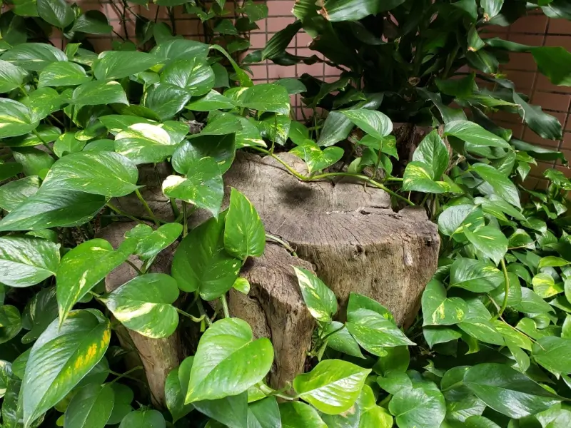 Tree stump surrounded by vines.