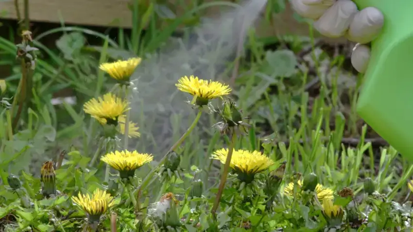 Dandelions being sprayed with vinegar. 