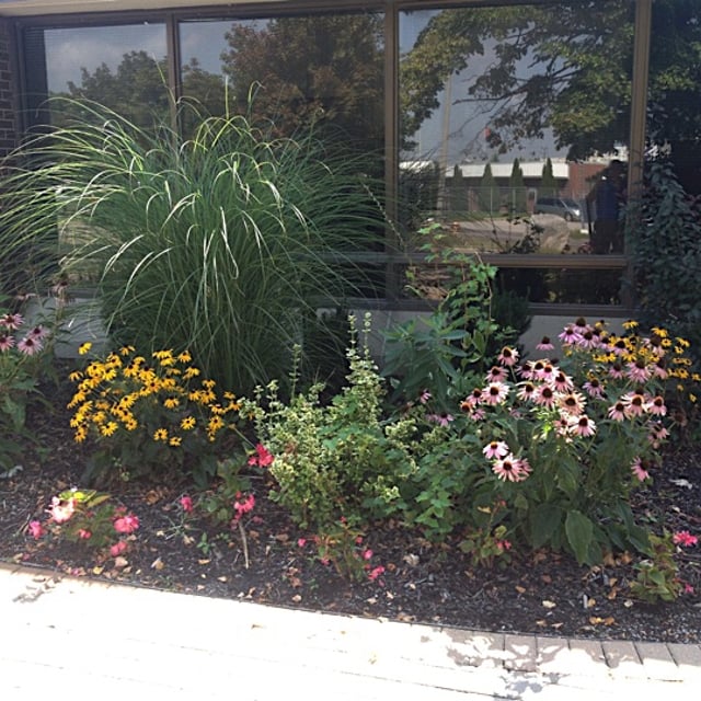 A closeup shot of a garden near an office space.