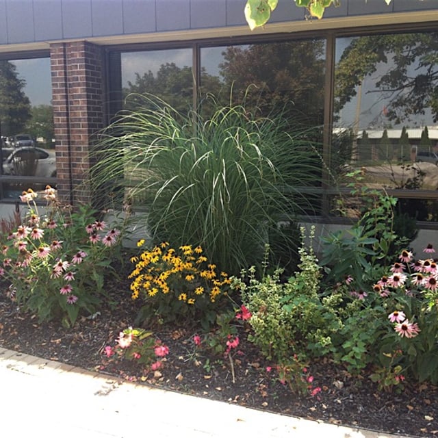 Garden with flowers and bushy plants in it.