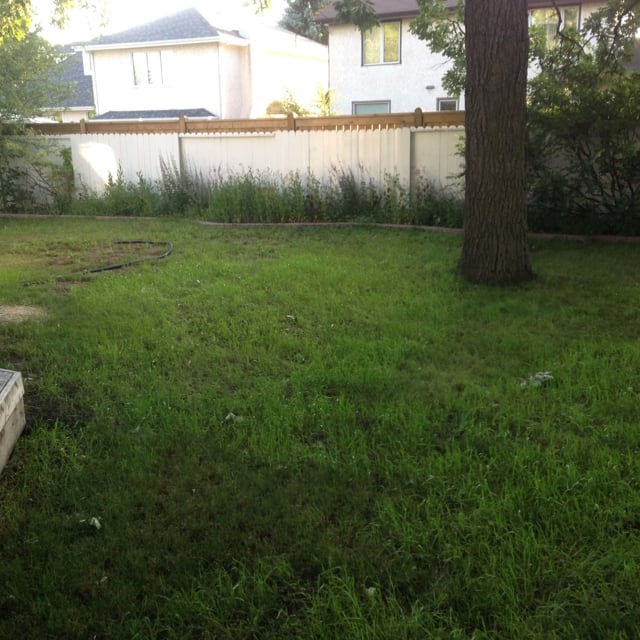 Grass bed that needs trimming