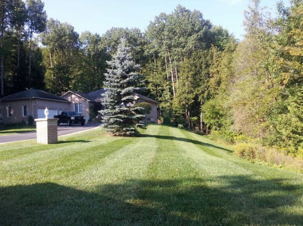 Landscaping along a driveway